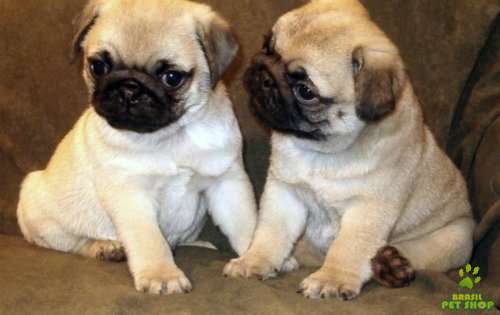 pug-6