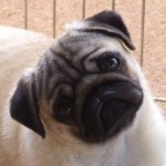 pug-7