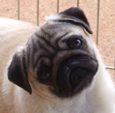 pug-7