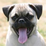 pug-8
