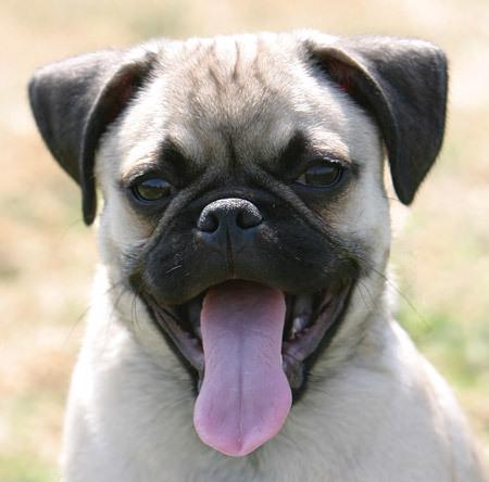 pug-8