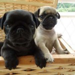 pug-9