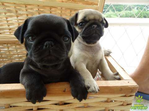 pug-9