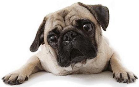 Pug
