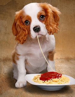 Ração para Cachorro 