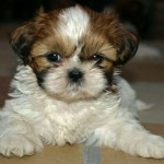 shih-tzu-1
