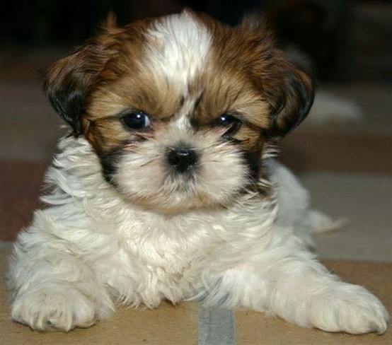 shih-tzu-1