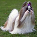 shih-tzu-10