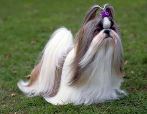 shih-tzu-10