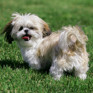 shih-tzu-11