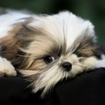 shih-tzu-12