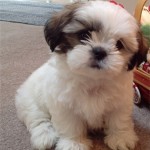 shih-tzu-13