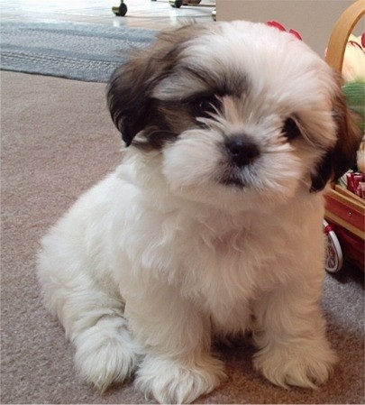 shih-tzu-13