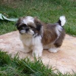 shih-tzu-14