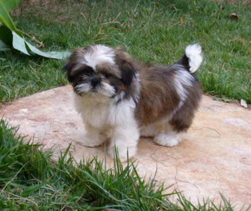 shih-tzu-14