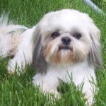 shih-tzu-15