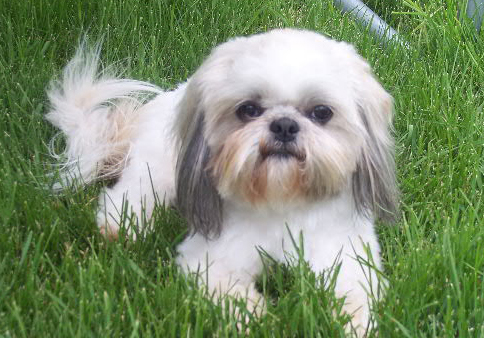shih-tzu-15