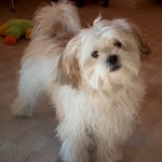 shih-tzu-16