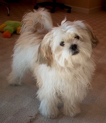 shih-tzu-16