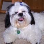 shih-tzu-17