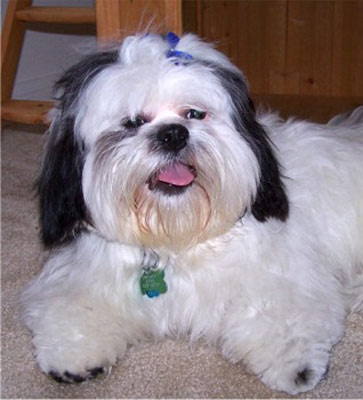 shih-tzu-17