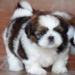 shih-tzu-18