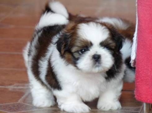 shih-tzu-18