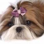 shih-tzu-19
