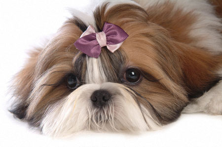 shih-tzu-19