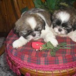 shih-tzu-2