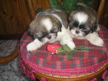 shih-tzu-2