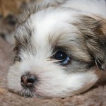shih-tzu-21