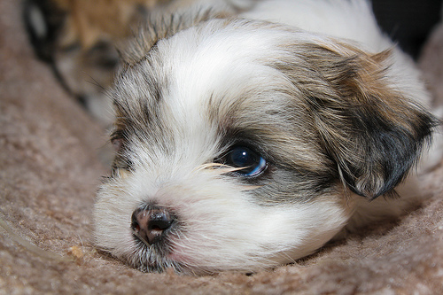 shih-tzu-21