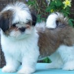 shih-tzu-22