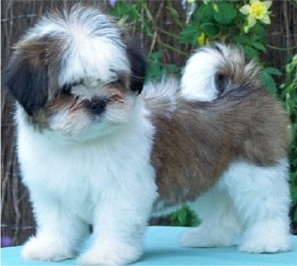shih-tzu-22