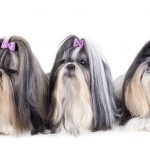 shih-tzu-23