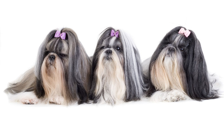 shih-tzu-23