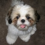shih-tzu-24
