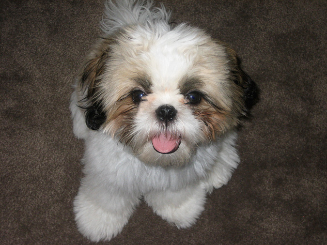 shih-tzu-24