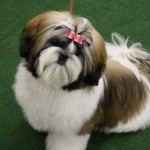 shih-tzu-25