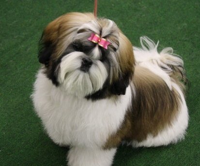 shih-tzu-25