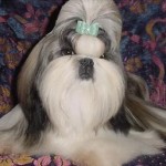 shih-tzu-26