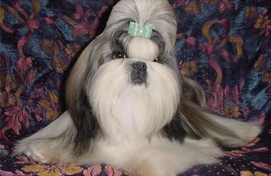 shih-tzu-26