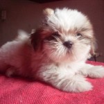 shih-tzu-27