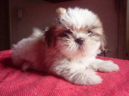 shih-tzu-27