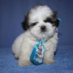 shih-tzu-28