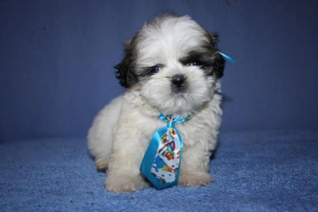 shih-tzu-28