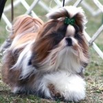 shih-tzu-3