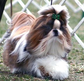 shih-tzu-3