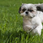 shih-tzu-4